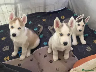 Siberian Husky dogs Siberian Husky Puppies Pure Bred Blue Eyed - Advert 5