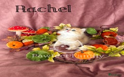 British Shorthair cats for sale: LAST ONE - Show Quality Kittens - Image 4