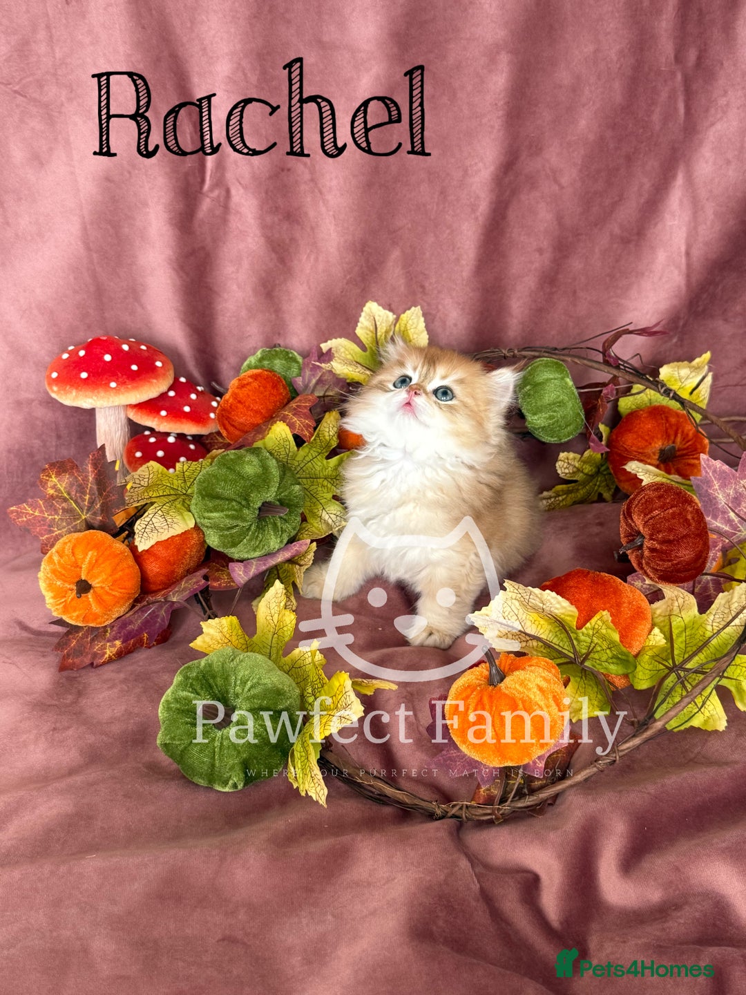 British Shorthair cats for sale: LAST ONE - Show Quality Kittens - Image 4