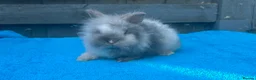 Lionhead rabbits for sale: 2 adorable double mane lionhead baby bunnies  - Advert 10