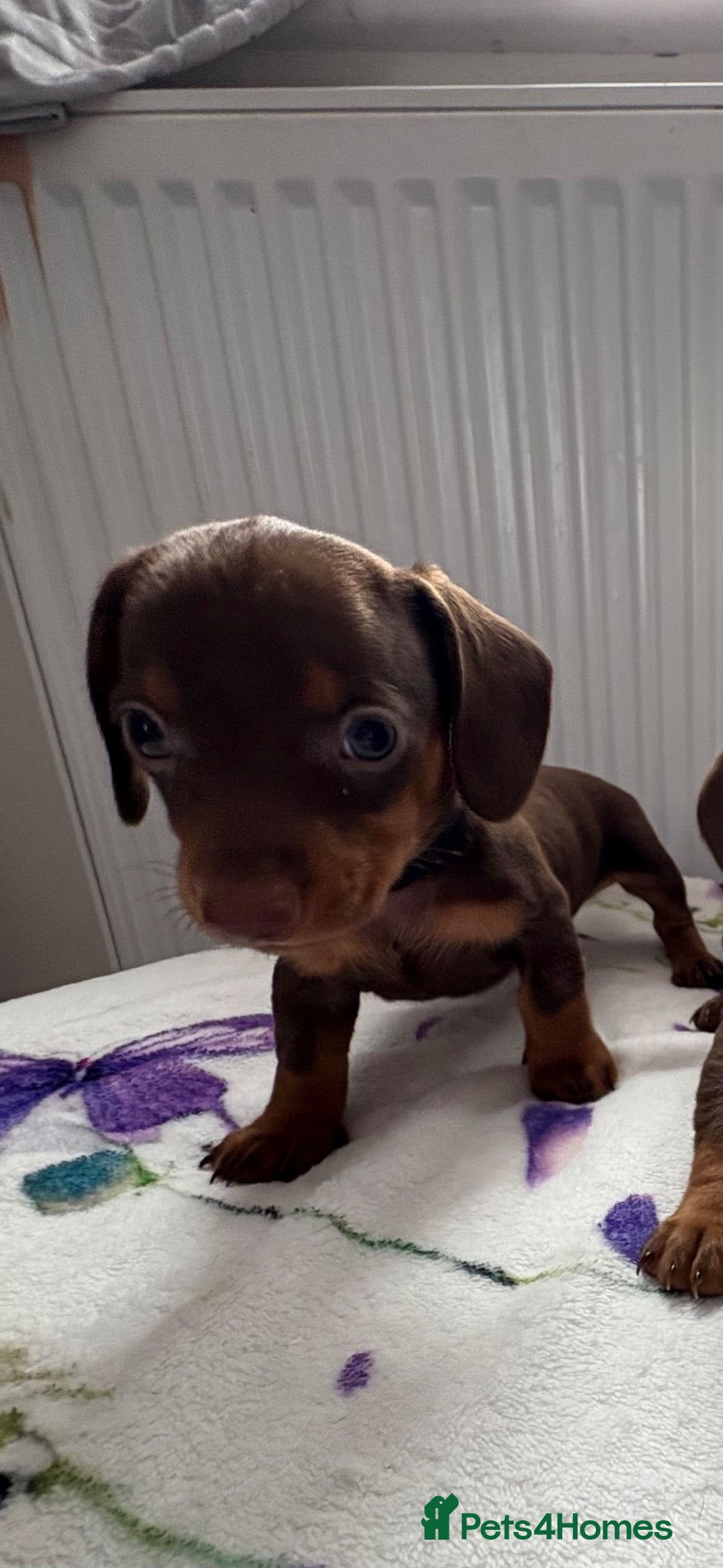 Dachshund dogs Dachshund  - Advert 3