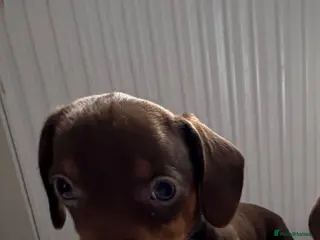 Dachshund dogs Dachshund - Advert 3