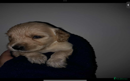 Mixed Breed dogs for sale: Beautiful chunky golden retriever x cockapoos  - Image 12