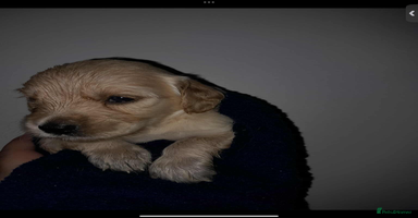 Mixed Breed dogs - Advert 7