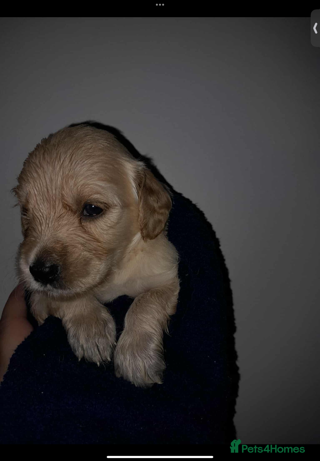 Mixed Breed dogs for sale: Beautiful chunky golden retriever x cockapoos  - Image 12