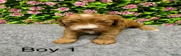 Cockapoo dogs for sale: Beautiful Loving Cockerpoo’s in London - Advert 6