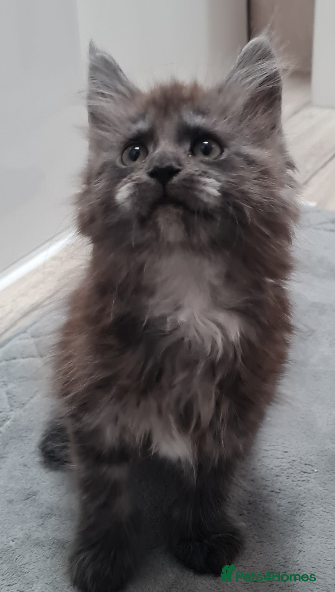 Maine Coon cats for sale: Mainecoon Male - Advert 3