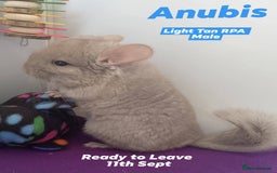 Chinchilla rodents for sale: RPA / RPAc baby Chinchillas ready now - Image 3