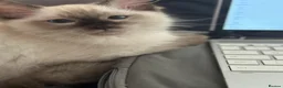 Ragdoll cats for sale: Ragdoll kitten looking for new home  - Advert 9