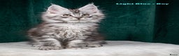 Maine Coon cats for sale: XL PEDIGREE TICA REGISTERED MAINE COON KITTENS - Advert 20