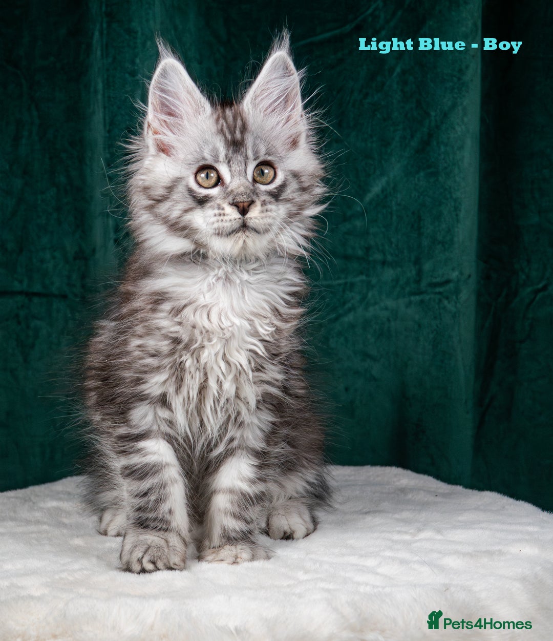 Maine Coon cats for sale: XL PEDIGREE TICA REGISTERED MAINE COON KITTENS - Advert 20