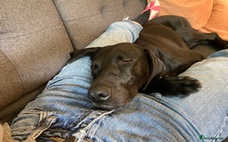 Mixed Breed dogs for sale: Loving energetic dog - Image 10