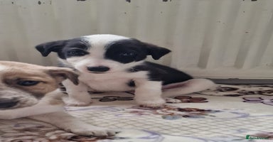 Mixed Breed dogs - Advert 1