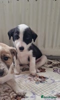 Mixed Breed dogs - Advert 5