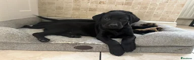 Labrador Retriever 2