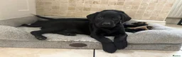 Labrador Retriever dogs for sale: Quality Kc Fully Health Tested Labrador Puppies  - Advert 21