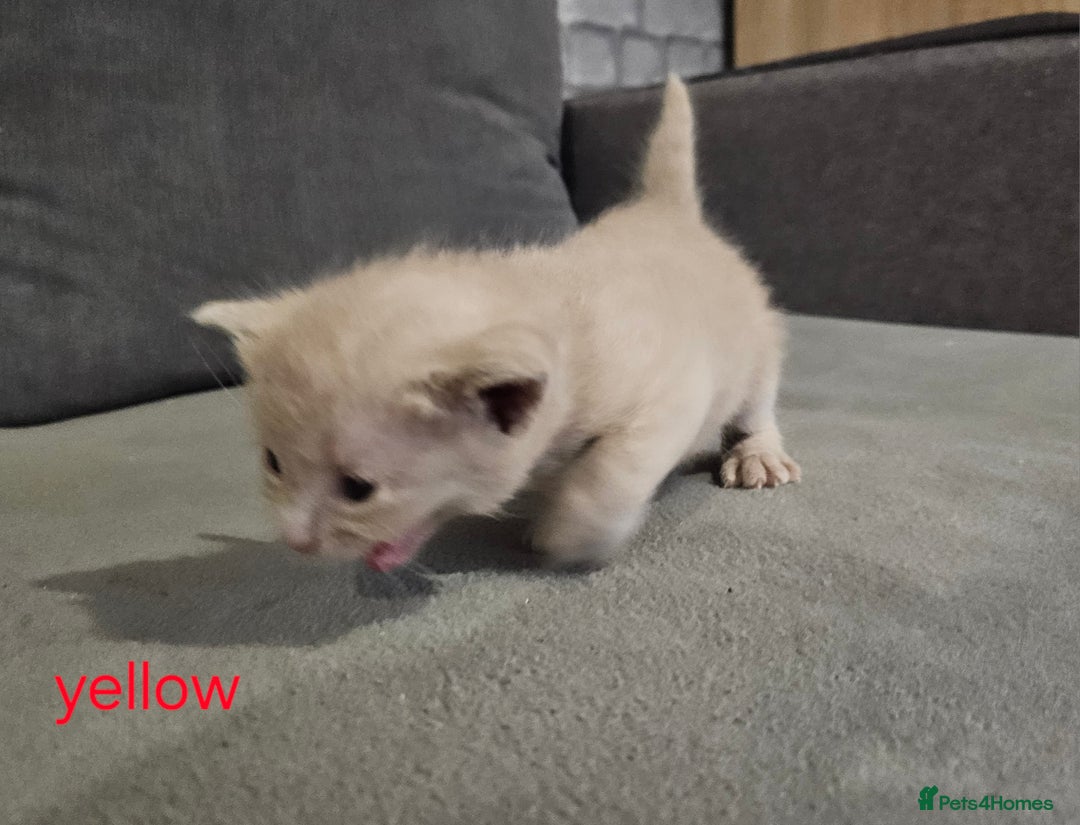 Russian Blue cats for sale: 🐾 last two girls Russian Blue Kittens 🐾 - Advert 6