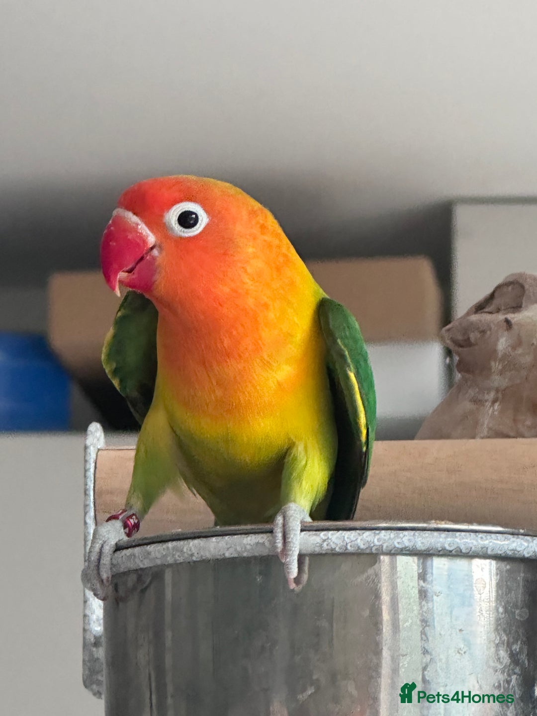 Lovebirds birds for sale: Pair of Beautiful breeding Lovebirds  - Image 5