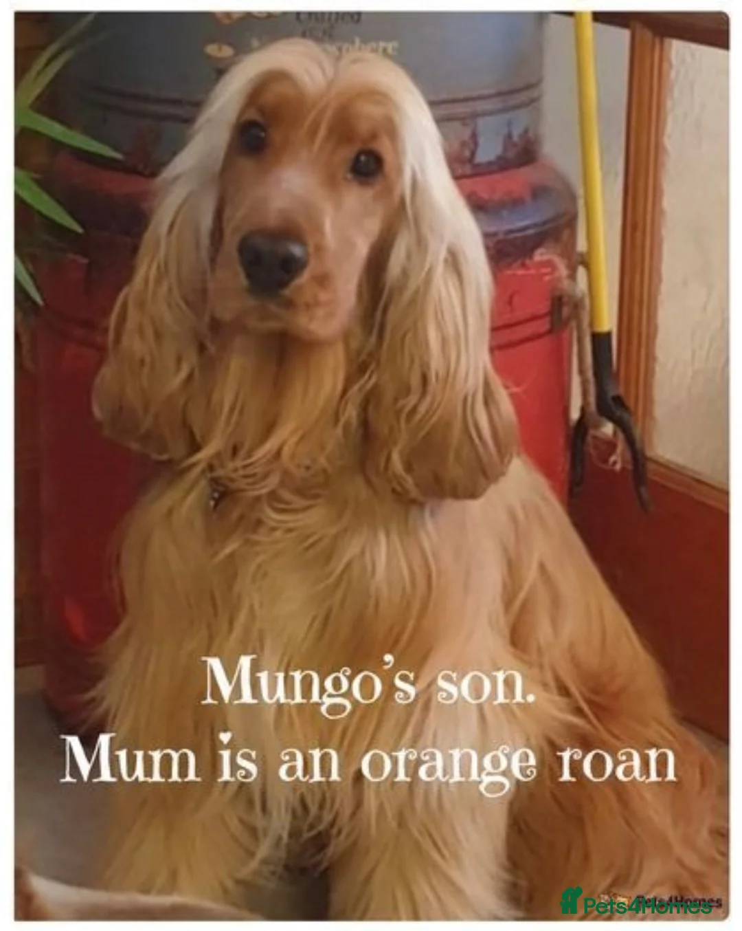 Cocker Spaniel dogs for stud: *Mungo* GOLDEN Show Cocker PEDIGREE BEST TESTED in Bradford-on-Avon - Advert 22