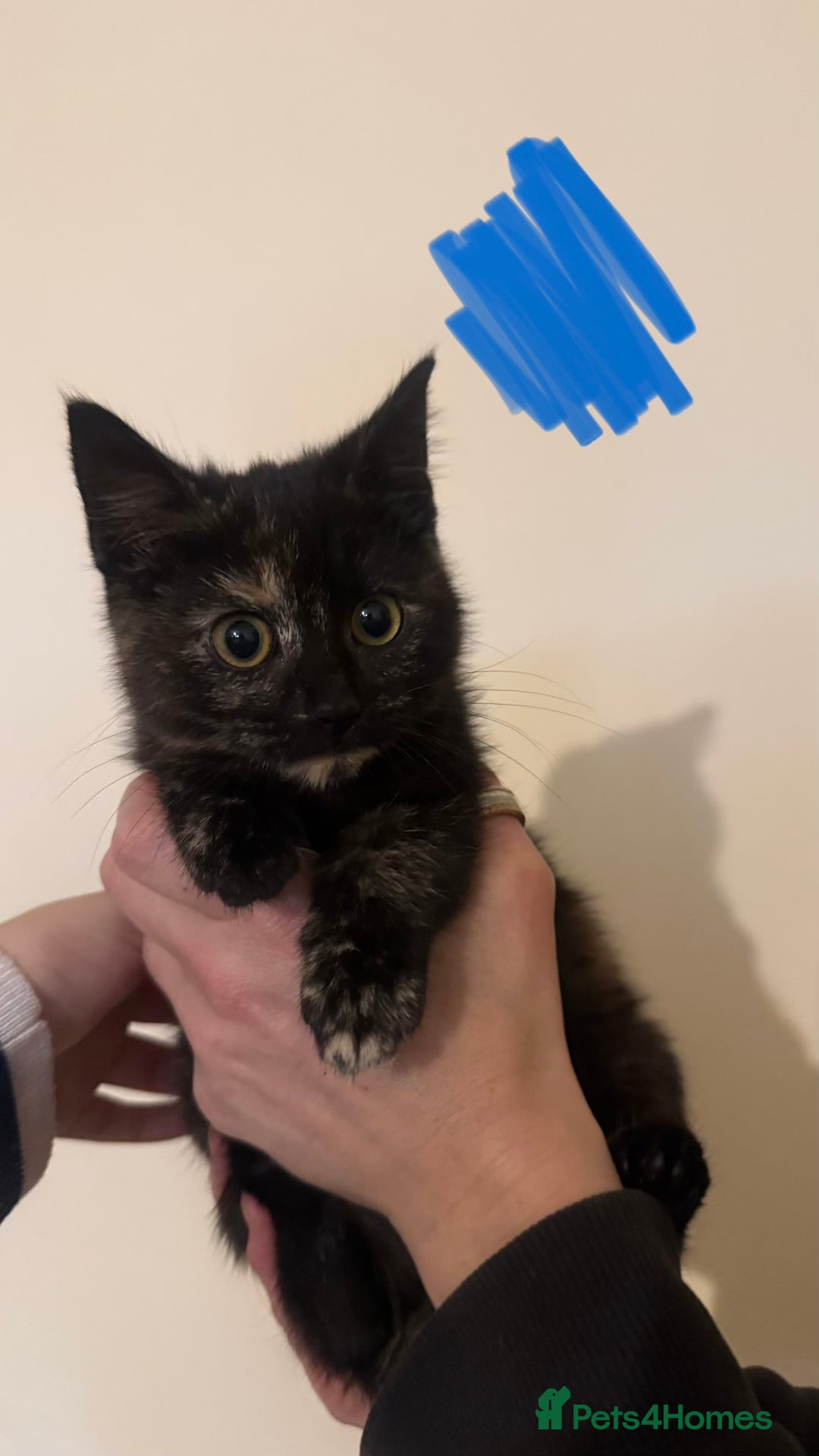 Domestic Shorthair cats for sale: Lovely kitten ready for forever home  - Advert 14