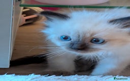 Ragdoll cats for sale: Ragdoll babies - Advert 3
