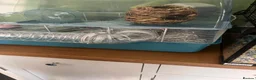 Hamster rodents for sale: Roborovski hamster and cage  - Advert 1