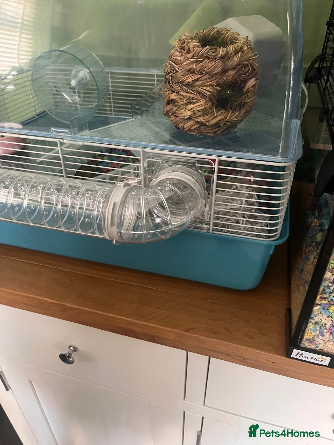 Hamster rodents for sale: Roborovski hamster and cage  - Advert 1