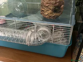 Hamster rodents Roborovski hamster and cage - Advert 4