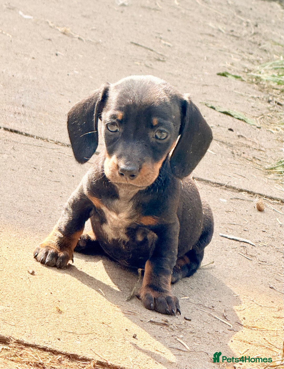 Miniature Dachshund dogs for sale: Beautiful Isabella dachshund puppies - Image 9