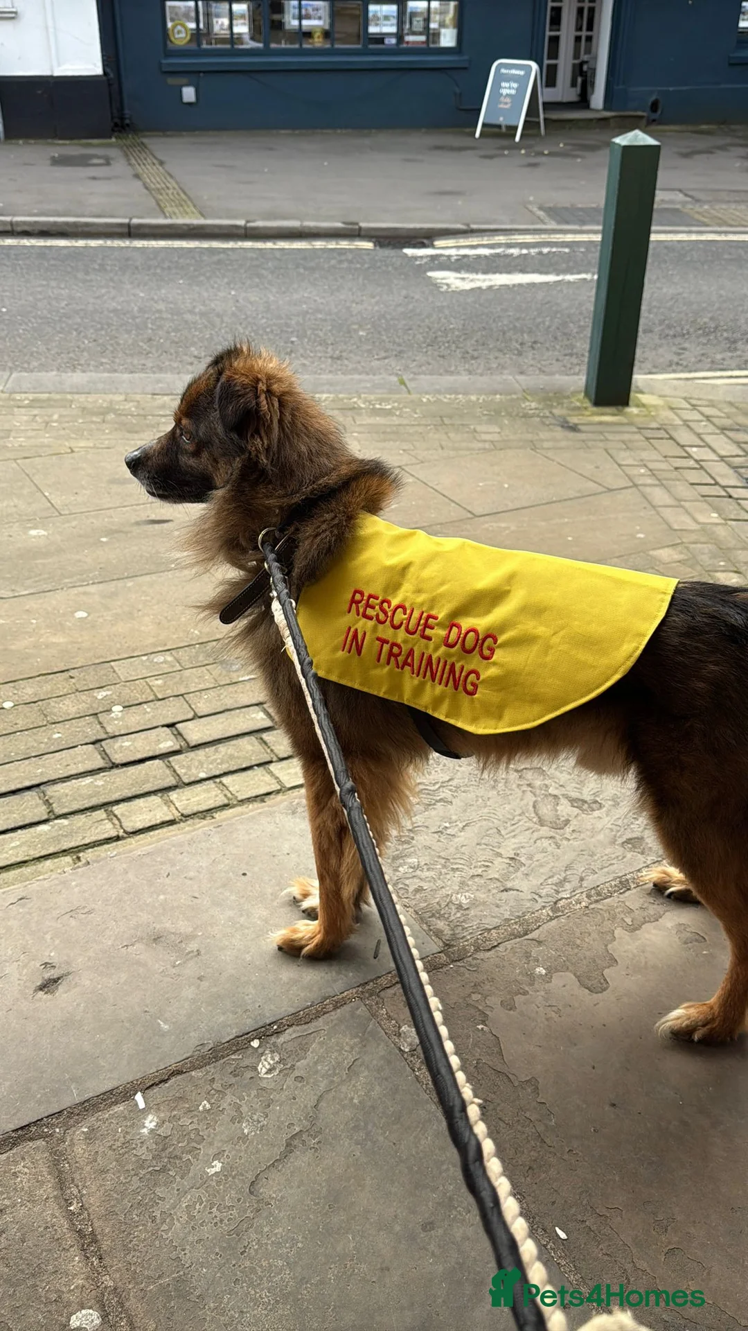 Mixed Breed dogs for adoption: Rusty - sweet boy xx  - Advert 2