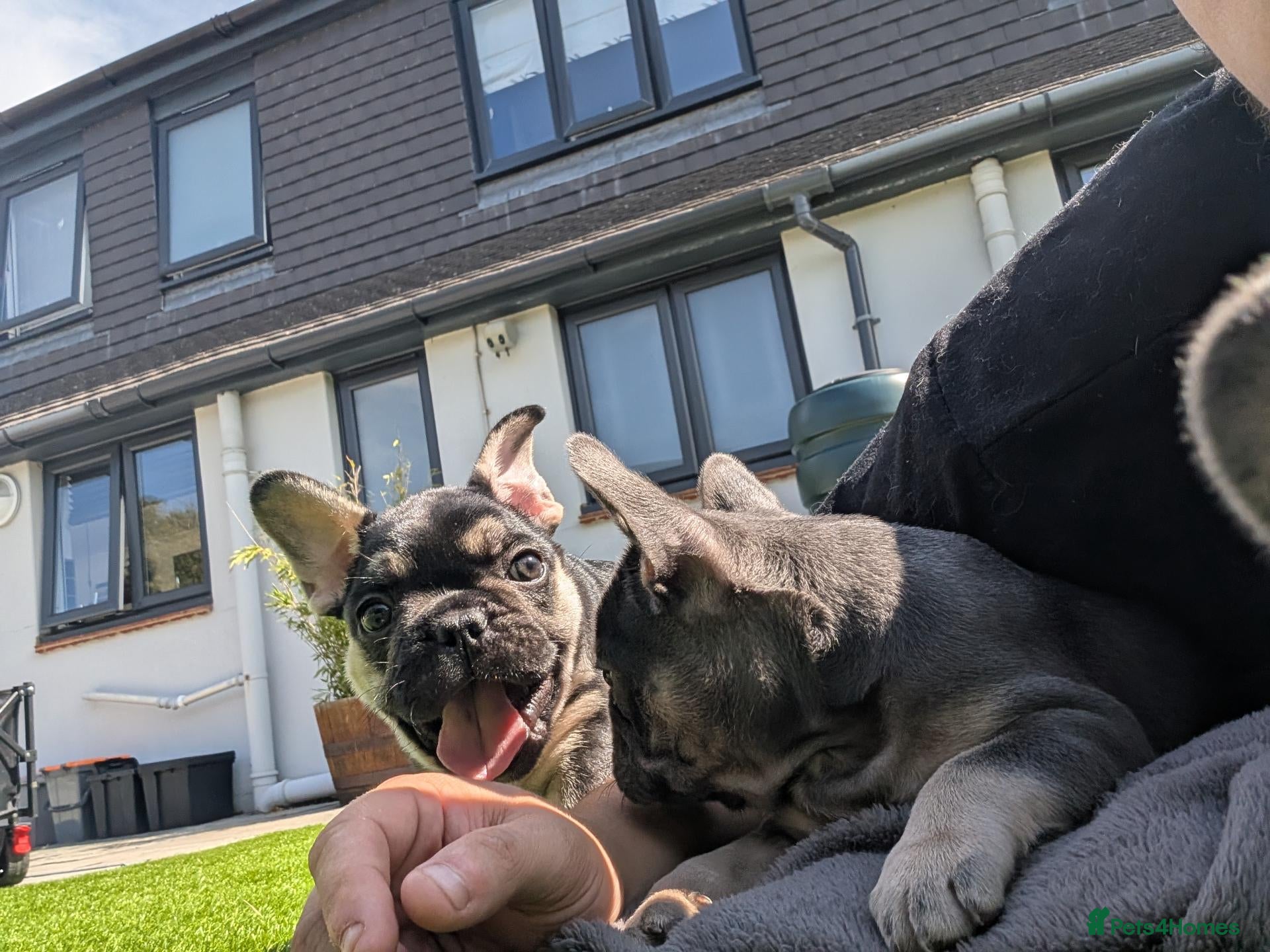 French Bulldog dogs Last 3 Gorgeous Female Frenchie Pups - Advert 2