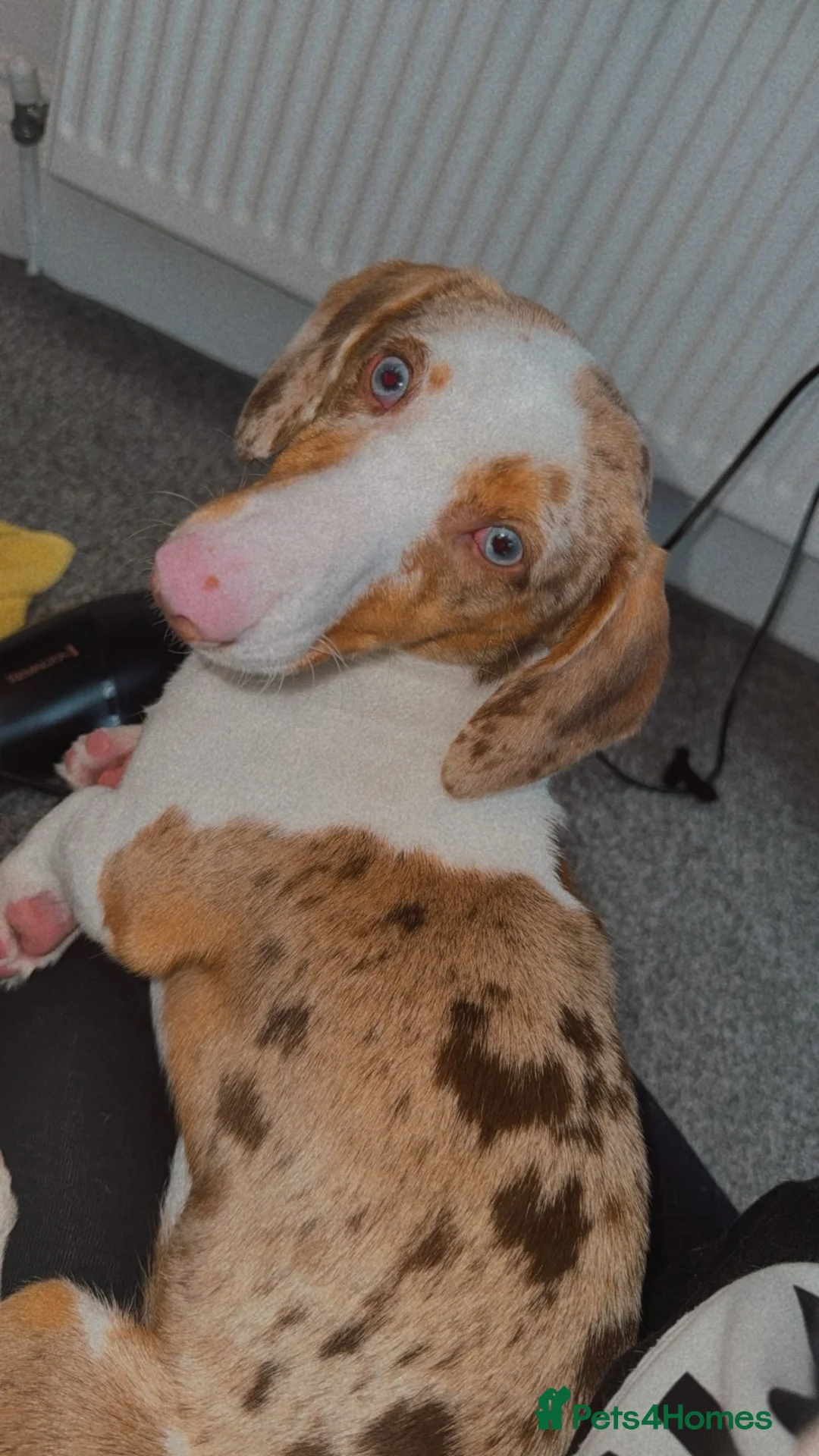 Dachshund dogs for sale: Looking to re-home our gorgeous girl💔 - Advert 2