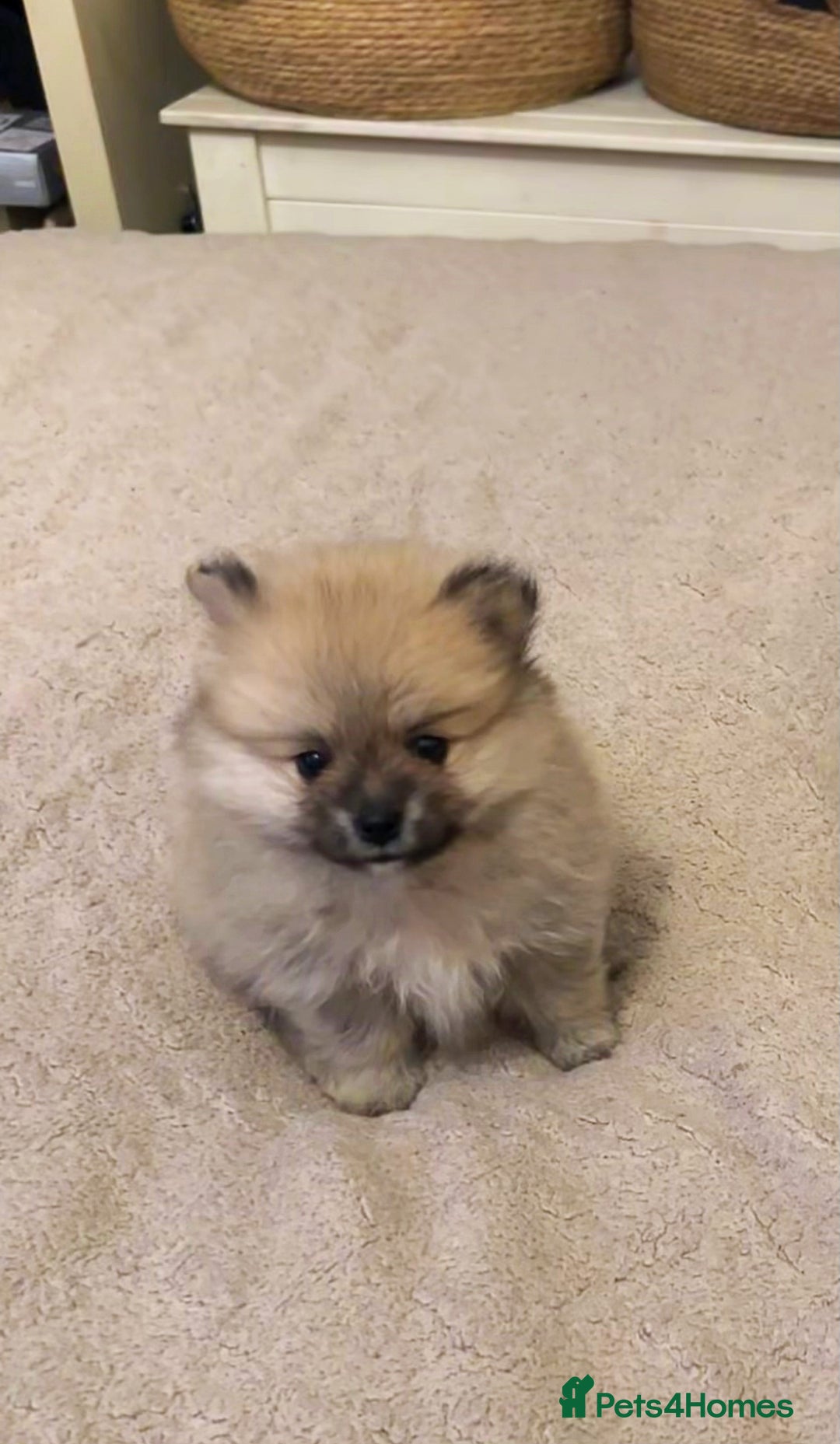 Pomeranian dogs for sale: Pomeranian puppy’s for sale - Advert 3