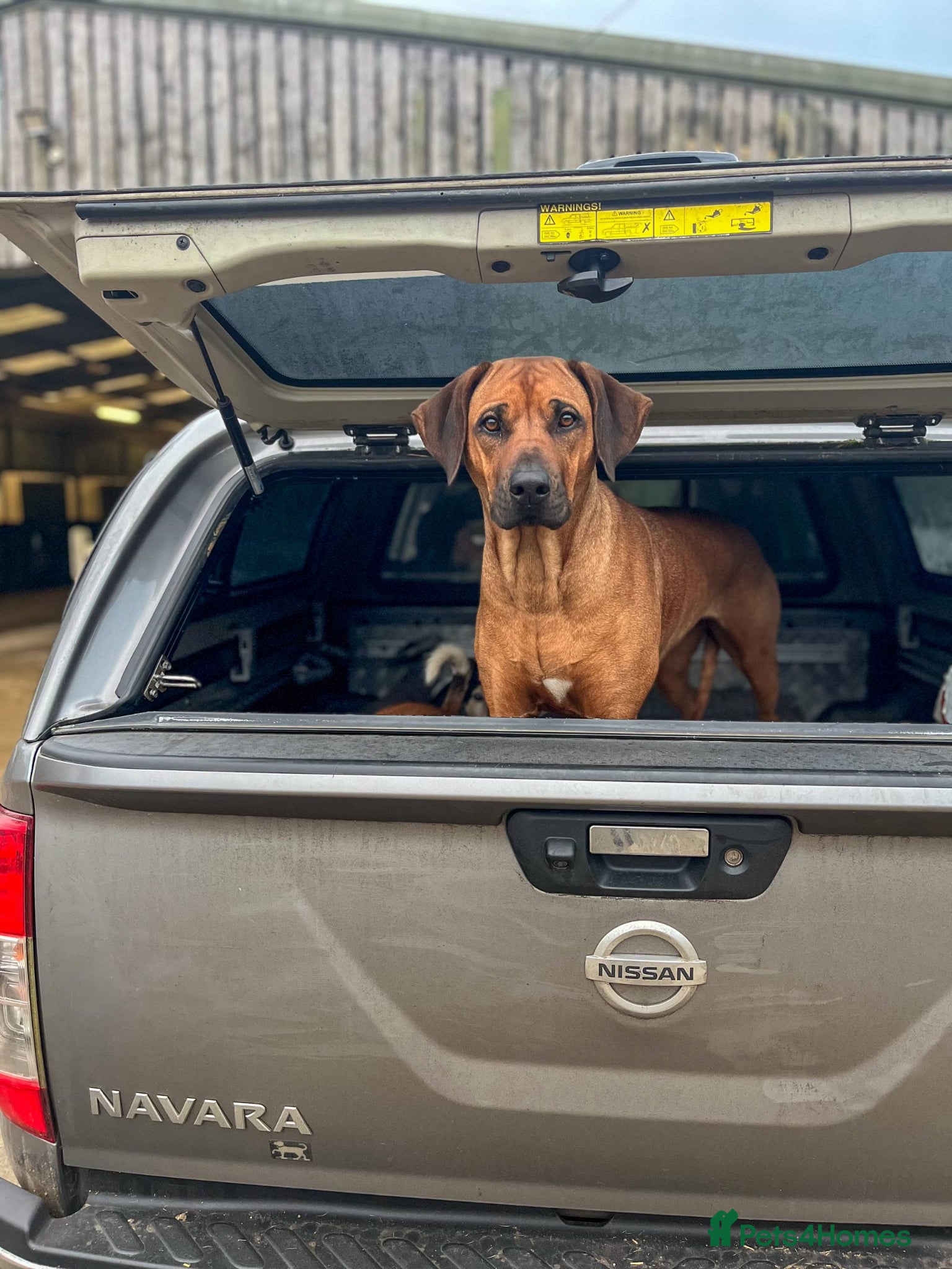 Rhodesian Ridgeback dogs for sale: Waiting List Open - Due 12th June in Melksham - Advert 5
