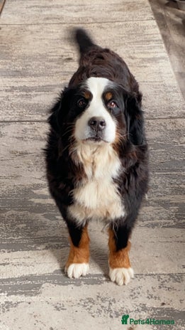 Bernese Mountain Dog dogs - Advert 1
