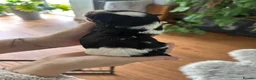 Lhasapoo dogs for sale: Stunning Lhasapoo Puppies.  - Advert 5
