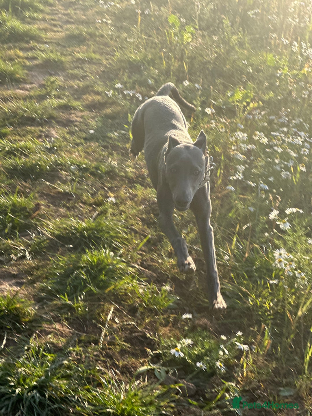 Mixed Breed dogs for sale: Beautiful Whippet Cross in need of new home- Free - Advert 7