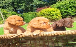 Cocker Spaniel dogs for sale: Cocker spaniel pups - Image 4