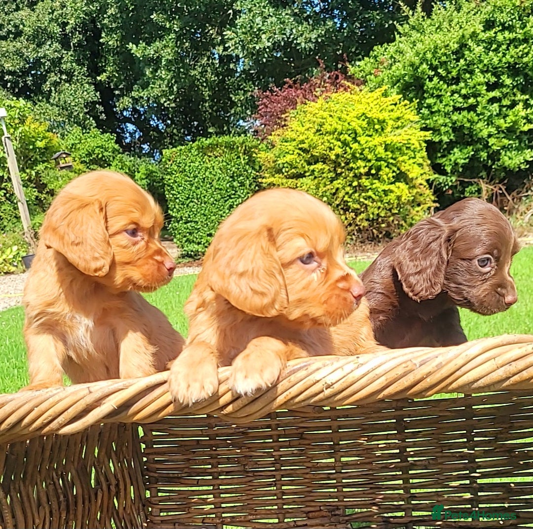 Cocker Spaniel dogs for sale: Cocker spaniel pups - Image 4