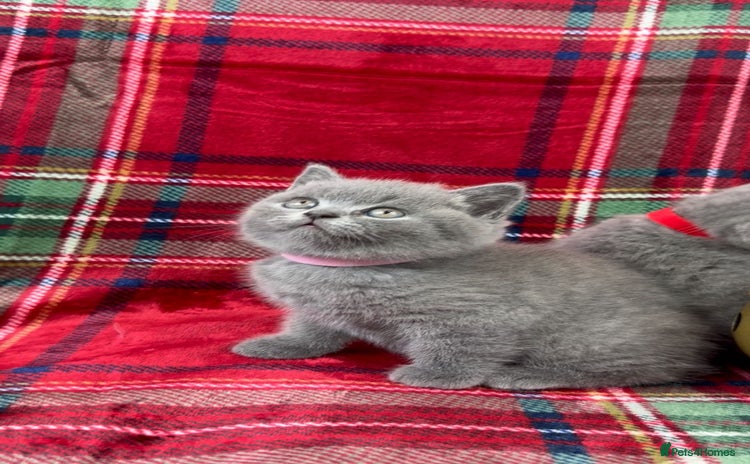 British Shorthair cats - Advert 8