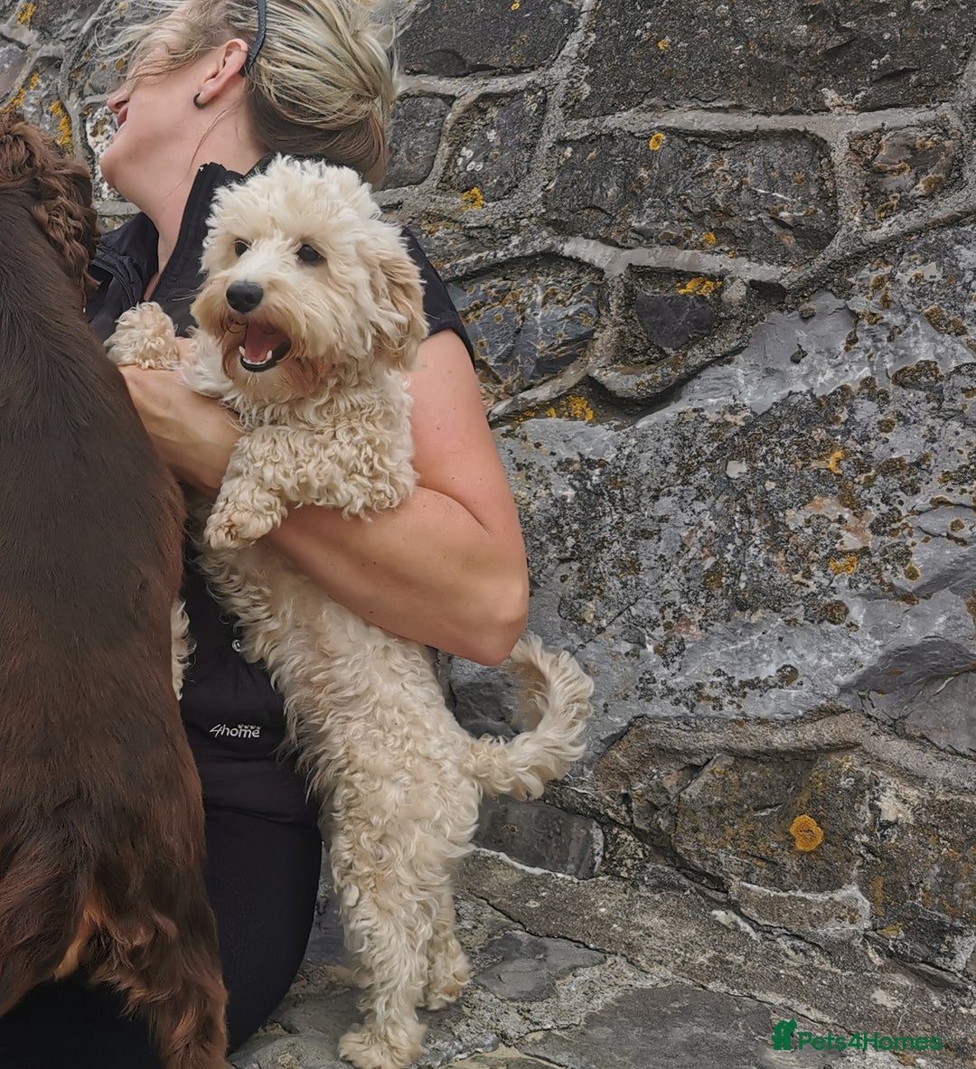 Maltipoo dogs for sale: 2y old maltipoo girl looking for best loving home - Image 5