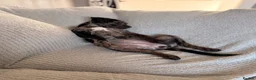 Mixed Breed dogs for sale: Gorgeous girl needing forever home  - Advert 2