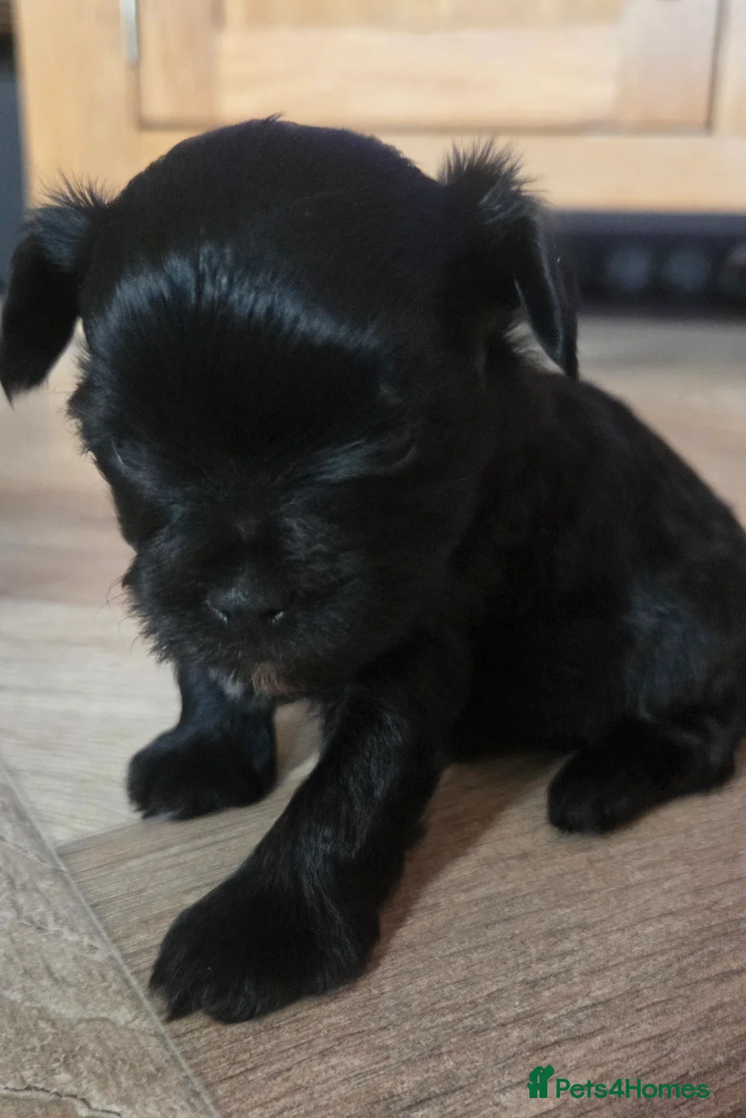 Yorkshire Terrier dogs for sale: Inka's 1st litter -Yorkshire terriers  - Advert 4
