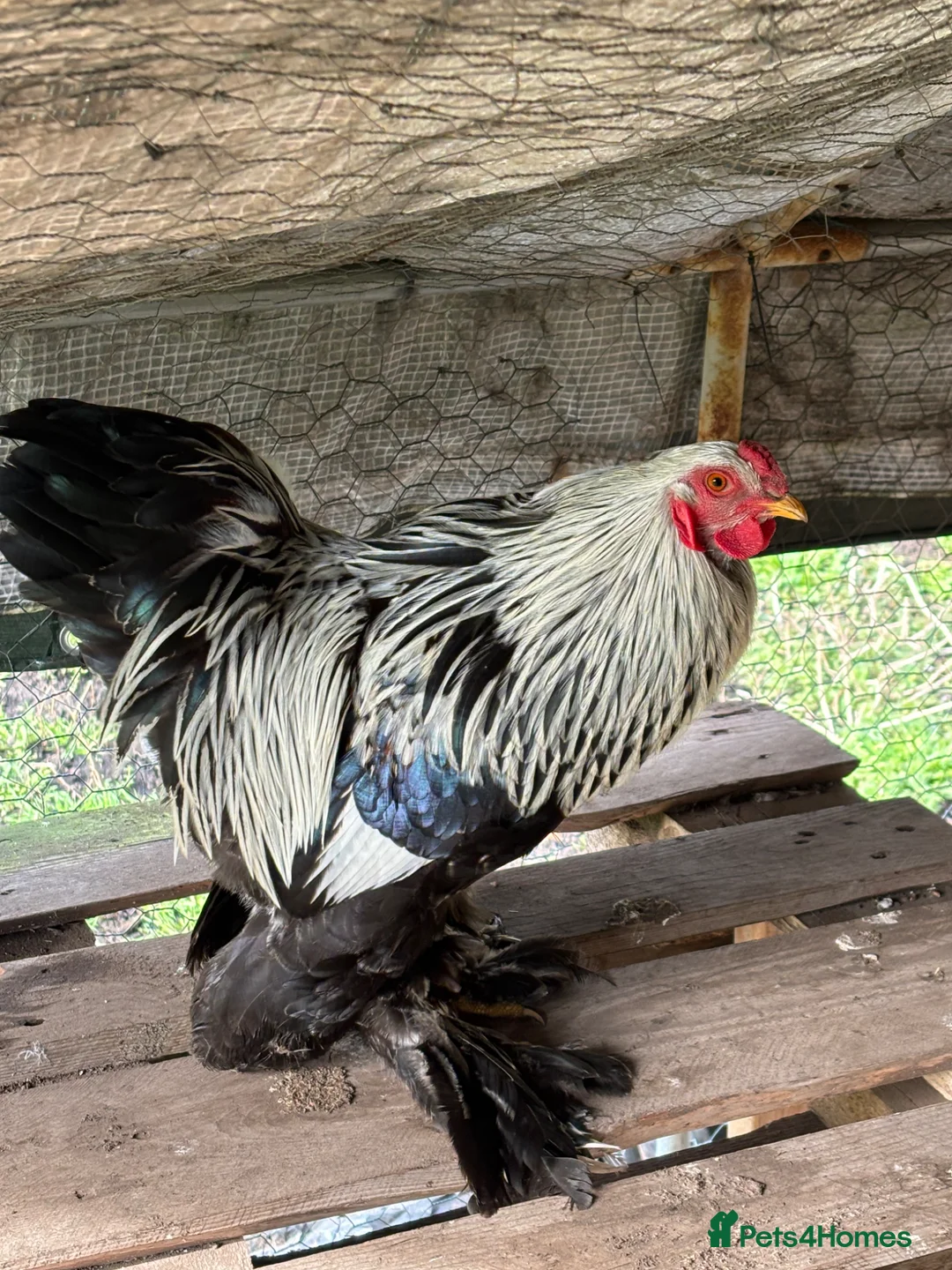 Chickens poultry for sale: Silver brahma bantam rooster in Spalding - Advert 1