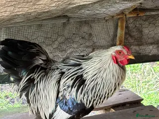 Chickens poultry Silver brahma bantam rooster - Advert 1