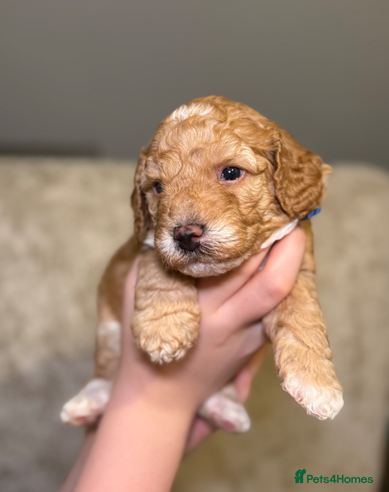 Labradoodle dogs 🐾 Health Tested F1B Mini Labradoodle Puppies 🐾 - Advert 2
