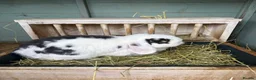 Mini Lop rabbits for sale: Male and female bonded pair of mini lop rabbits  in Bolton - Advert 3