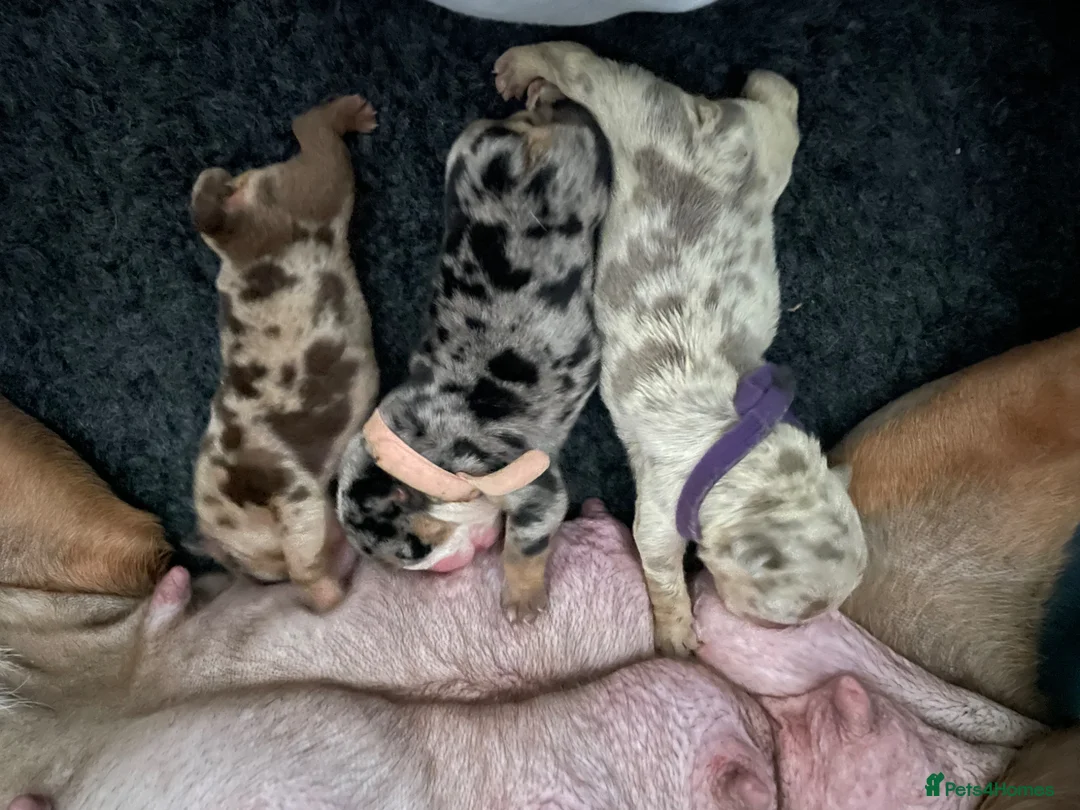 English Bulldog dogs for sale: Beautiful rainbow littler of Merle bulldogs  - Advert 3