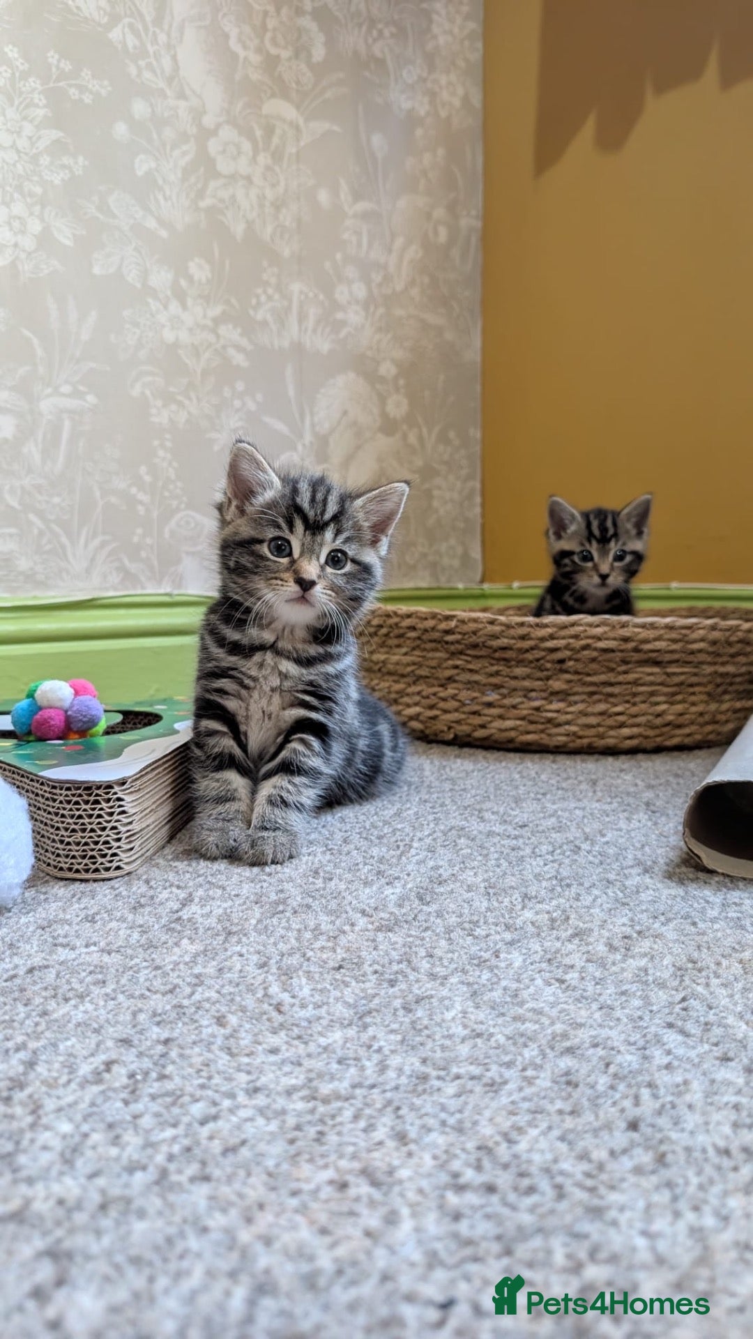 Mixed Breed cats 3 Gorgeous Tabby Kittens  - Advert 3
