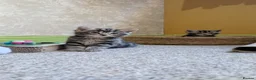 Mixed Breed cats for sale: 3 Gorgeous Tabby Kittens  in Ashford - Advert 1